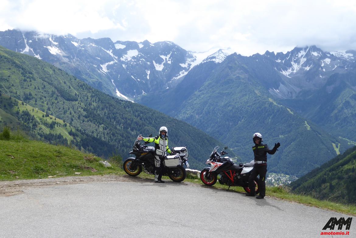 gavia
